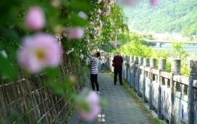 佛坪初夏，薔薇花開已傾城！縮略圖