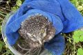“萌”禽落難！民警成功救助國家二級保護(hù)動物縮略圖