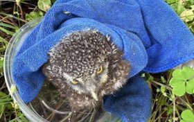 “萌”禽落難！民警成功救助國家二級保護動物縮略圖
