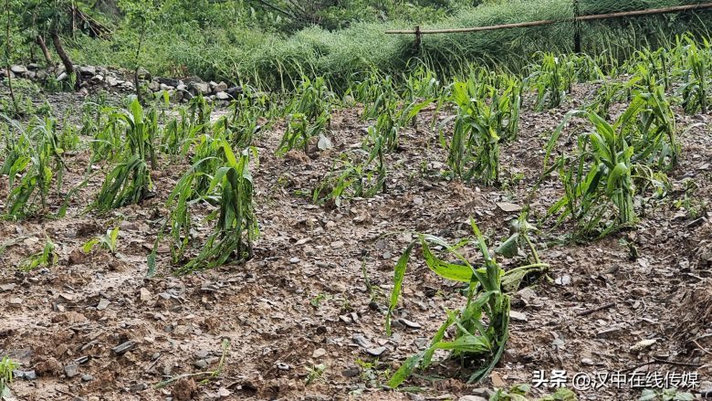 陜西省漢中市寧強(qiáng)縣發(fā)布冰雹橙色預(yù)警插圖 陜西省漢中市寧強(qiáng)縣發(fā)布冰雹橙色預(yù)警插圖