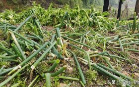 5月7日，漢中市寧強縣突降暴雨及冰雹部分區(qū)域莊稼受損嚴重縮略圖