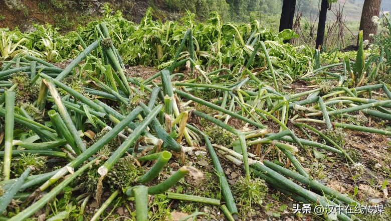 5月7日，漢中市寧強縣突降暴雨及冰雹部分區(qū)域莊稼受損嚴重插圖