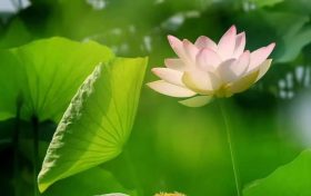 暑假來(lái)臨如何讓孩子不沉迷手機(jī)？心理治療師教你幾招縮略圖