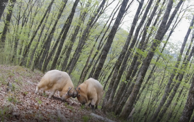 不只是大熊貓，多種珍稀野生動物頻頻亮相留壩縮略圖