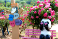 銀廠溝村：月季花、百合花盛放迎客縮略圖
