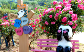 銀廠溝村：月季花、百合花盛放迎客縮略圖
