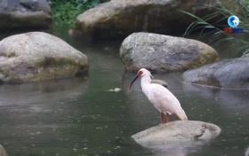 落地陜西！朱鹮國家保護研究中心獲批縮略圖