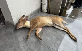“萌”獸公路遇險，警民暖心救助縮略圖