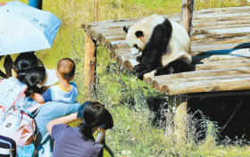來佛坪，看大熊貓！縮略圖