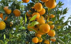 來漢中，赴一場橙黃橘綠的秋收之旅！縮略圖