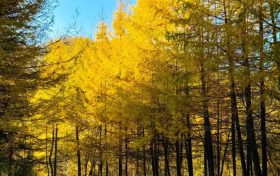 入眼成畫！佛坪絕美秋景等你來邂逅！縮略圖