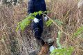 “汪汪隊(duì)”立大功！西鄉(xiāng)縣公安局利用警犬“博虎”成功破獲一起入室盜竊案件縮略圖