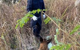 “汪汪隊(duì)”立大功！西鄉(xiāng)縣公安局利用警犬“博虎”成功破獲一起入室盜竊案件縮略圖