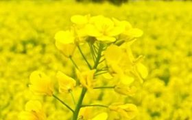 漢中油菜花節(jié)交響音樂會3月中旬啟動！地點→縮略圖
