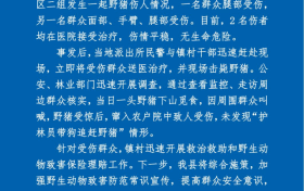 野豬傷人！最新通報(bào)縮略圖