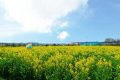一場(chǎng)花香與琴聲的邂逅縮略圖