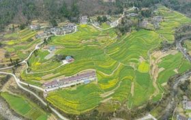 油菜、小麥、茶葉、花期果園低溫凍害風(fēng)險(xiǎn)預(yù)警縮略圖