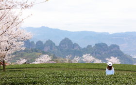 漢中仙毫榮登全國百強榜！縮略圖