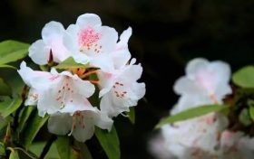 全民免門票2天，黎坪已備好山水盛宴，待君赴約！縮略圖