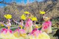 3月22日，王家灣村，茱萸花海踏春游活動(dòng)來啦！縮略圖