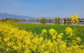 油菜花，“有才華”，“有財花”縮略圖