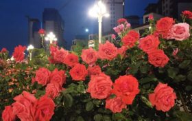 免費(fèi)欣賞！漢中這條路美成了莫奈花園！轉(zhuǎn)角遇見一城芳華縮略圖
