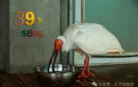 生于洋縣，全球最長(zhǎng)壽朱鹮39歲了！縮略圖