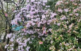 人間四月天，快來漢江源邂逅高山杜鵑縮略圖