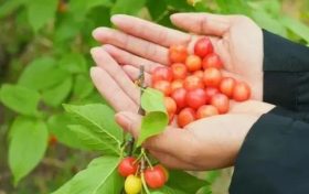 漢中櫻桃熟了，min甜～縮略圖