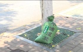 漢中街頭行道樹集體“穿馬甲”！啥門道？縮略圖