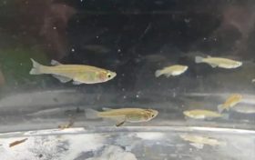 對水質(zhì)”挑食”！漢中首次發(fā)現(xiàn)該珍稀物種→縮略圖