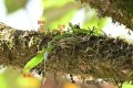 國家一級重點(diǎn)保護(hù)！陜西再次發(fā)現(xiàn)縮略圖