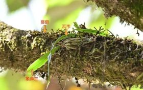 國家一級重點(diǎn)保護(hù)！陜西再次發(fā)現(xiàn)縮略圖