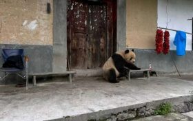 驚喜！佛坪野生大熊貓“光顧”村民家縮略圖