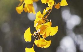 速看！2025年漢中市中小學(xué)寒假時間公布縮略圖