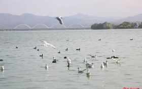 “小精靈”回歸，預(yù)計今年數(shù)量超歷史新高→縮略圖