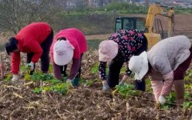 漢臺(tái)新增200畝彩色油菜花種植面積！打造新景觀→縮略圖