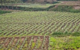 全省首單油菜制種保險(xiǎn)在南鄭落地縮略圖