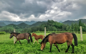 秦嶺“活化石”寧強馬榮登國家級保護名錄縮略圖
