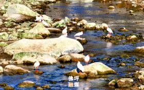 秦嶺深處“護(hù)鳥傳奇”，看佛坪如何繪就人鳥和諧新畫卷縮略圖