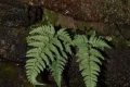 陜西秦巴山區(qū)發(fā)現(xiàn)蕨類新物種——寧強(qiáng)鱗毛蕨縮略圖