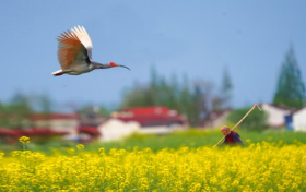 2026最美油菜花海漢中春季文化旅游季天氣預報來啦縮略圖